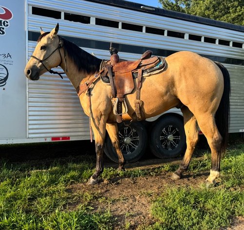 Image for Corsica Horse Sales Christmas Special Catalog Horse Sale   SATURDAY, DECEMBER 6TH - Corsica, South Dakota