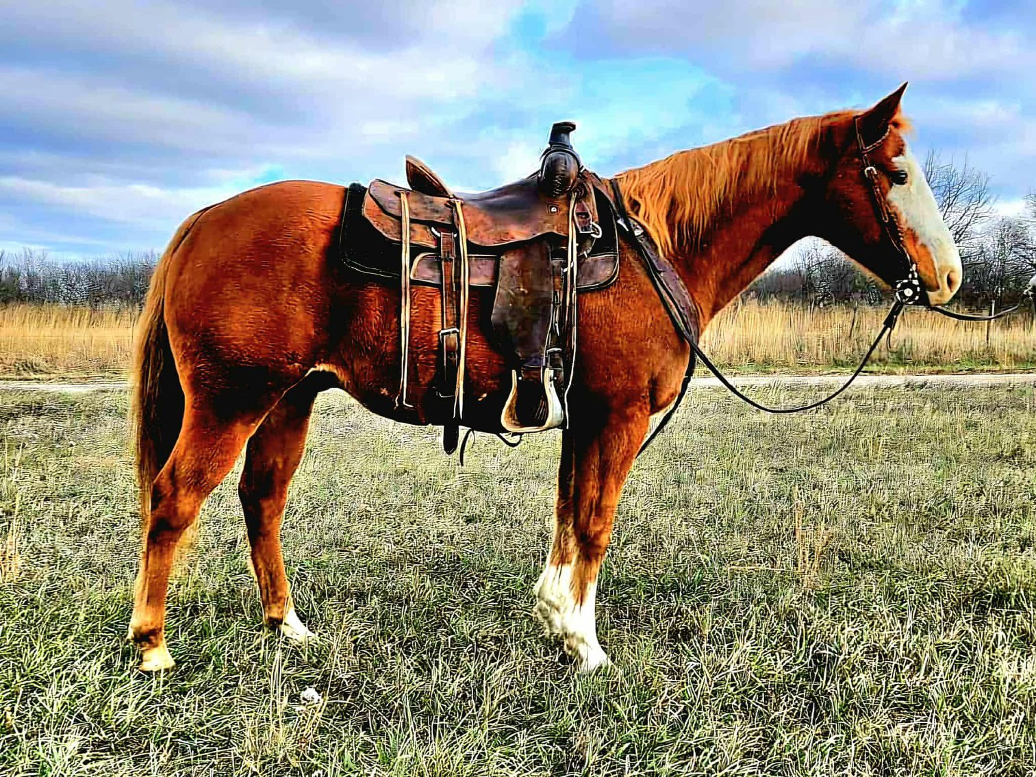 Image for Corsica Horse Sales Christmas Special Catalog Horse Sale   SATURDAY, DECEMBER 6TH - Corsica, South Dakota