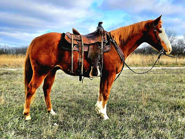 Image for Corsica Horse Sales Christmas Special Catalog Horse Sale   SATURDAY, DECEMBER 6TH - Corsica, South Dakota