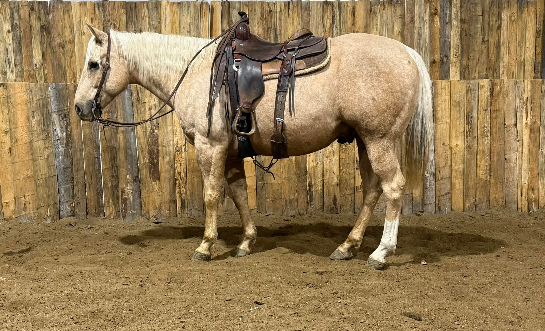 Image for Corsica Horse Sales Christmas Special Catalog Horse Sale   SATURDAY, DECEMBER 6TH - Corsica, South Dakota