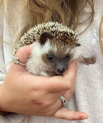 Image for Jones Livestock Auction THURSDAY DECEMBER 4TH -  Jones, Oklahoma