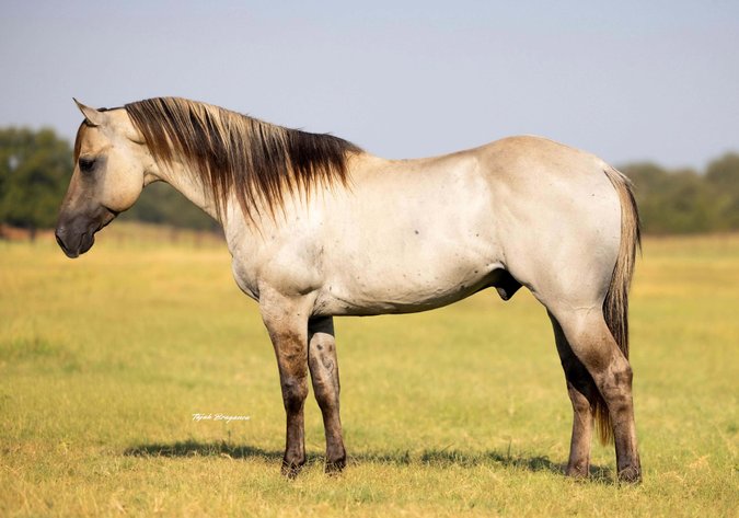 Image for Jones Livestock Auction Christmas HORSE & TACK SALE!   SATURDAY, DECEMBER 13TH!