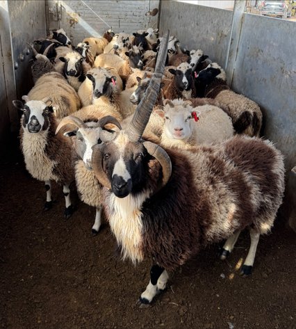 Image for Jones Livestock Auction THURSDAY DECEMBER 4TH -  Jones, Oklahoma