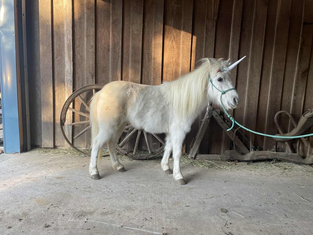 Image for Interstate Regional Stockyards Horse Sale - Cuba, Missouri WEDNESDAY DECEMBER 17TH
