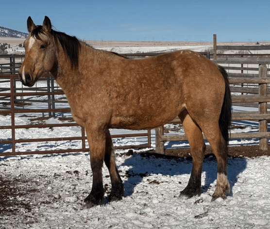 Image for 2026 Simon Bucking Stock Sale - El Reno, Oklahoma - DAY ONE - WEDNESDAY, JANUARY 14TH