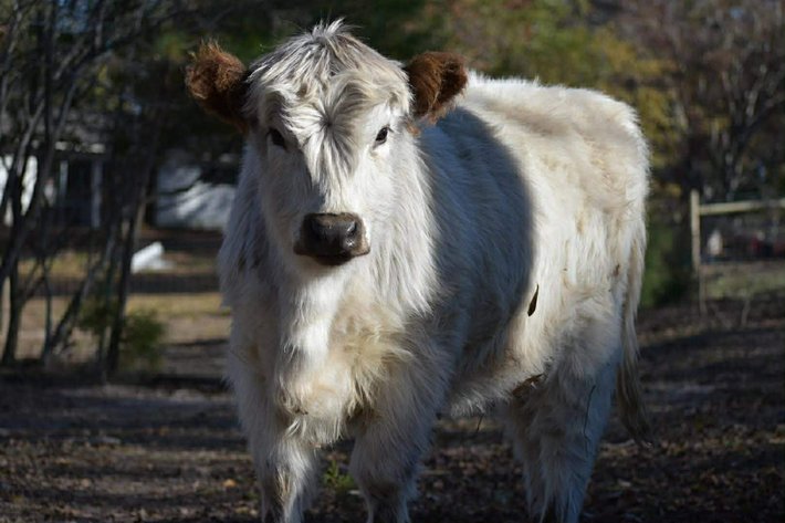 Image for Mize Horse Sale Christmas Special - SATURDAY, DECEMBER 20TH - Mize, Mississippi