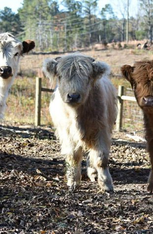 Image for Mize Horse Sale Christmas Special - SATURDAY, DECEMBER 20TH - Mize, Mississippi