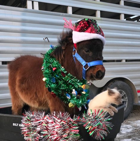 Image for Colfax Horse Sale *Christmas Special* - SUNDAY, DECEMBER 21ST - Colfax, Iowa