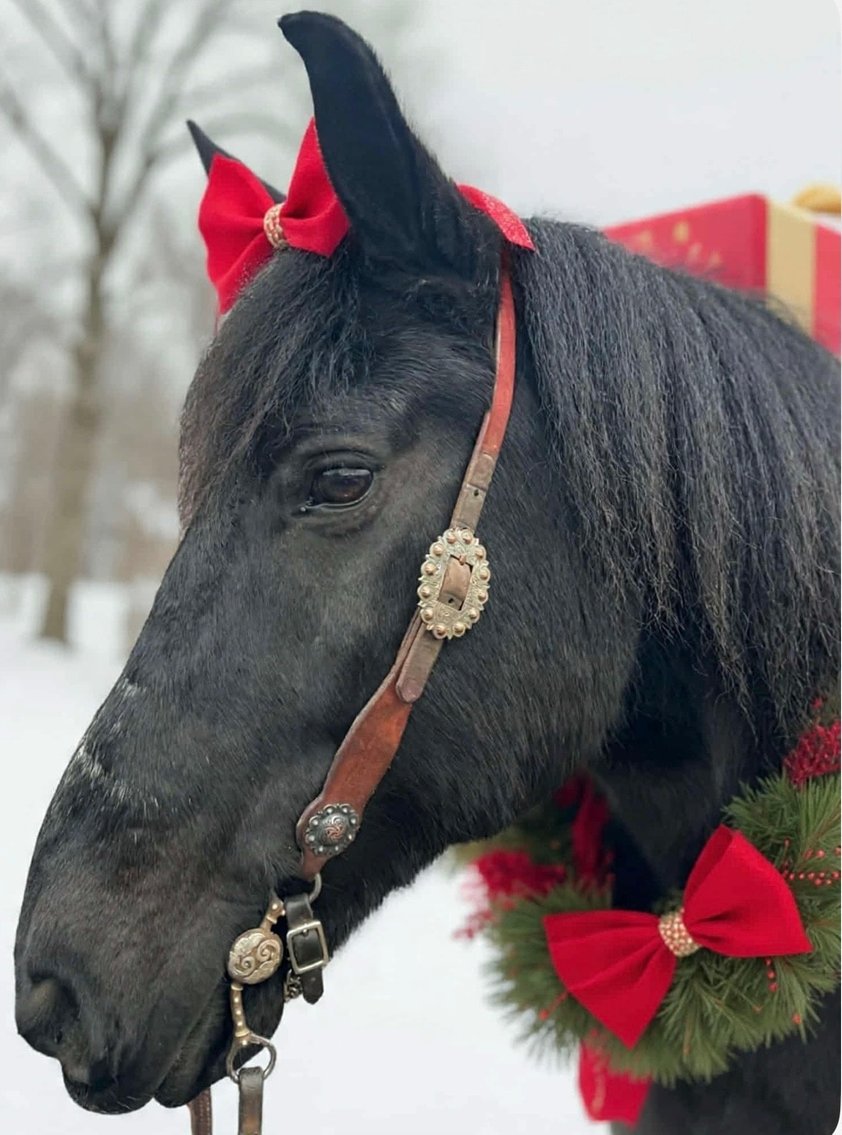 Image for Courtland Tack And Horse Auction Christmas Special  Saturday December 20,2025