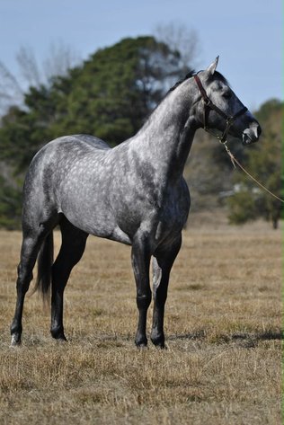 Image for Casino Classic NEW YEARS DAY All Breed Horse Sale - Oak Grove, Kentucky
