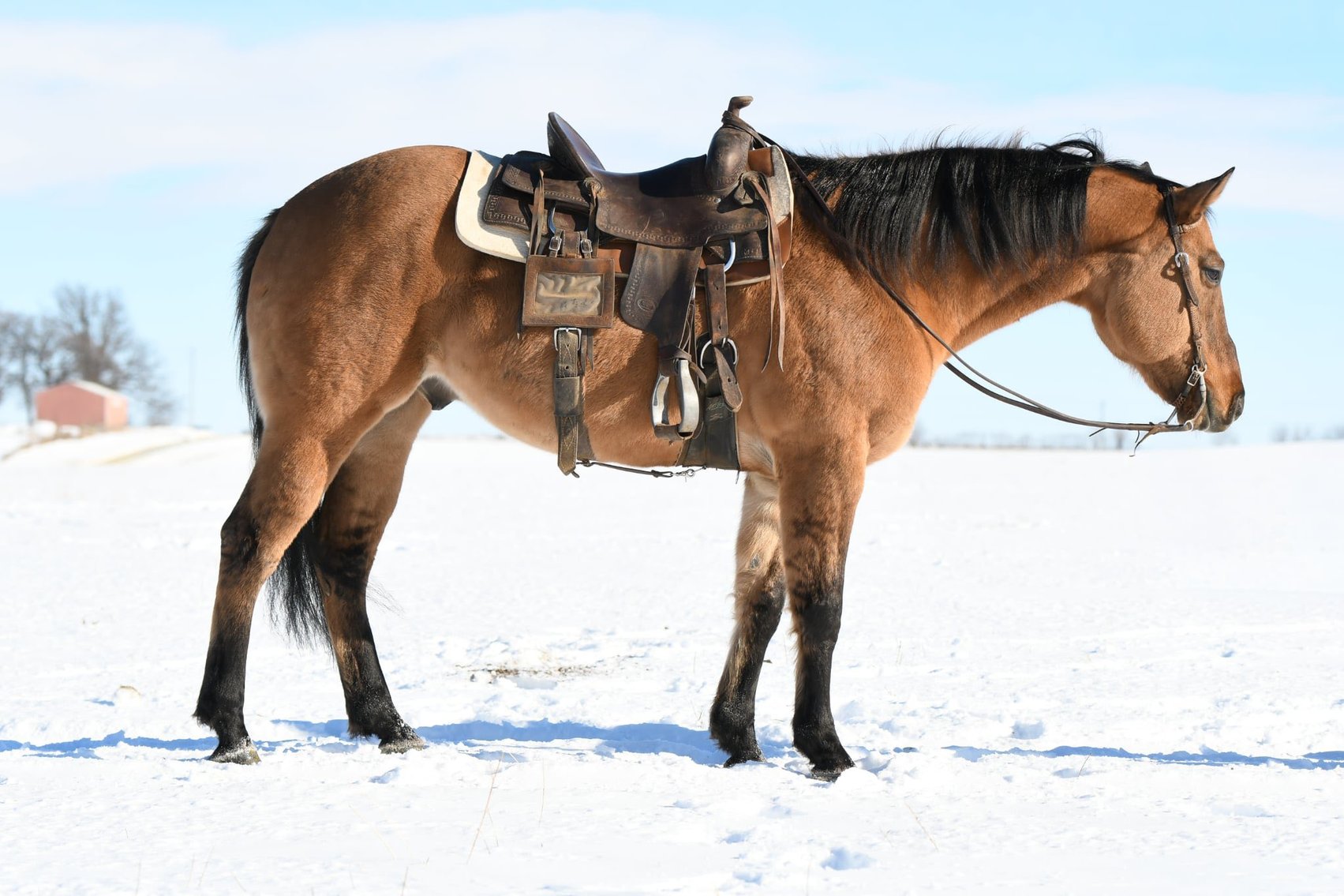 Image for Holiday Registered Horse Sale - SATURDAY, DECEMBER 27TH - Delavan, Illinois