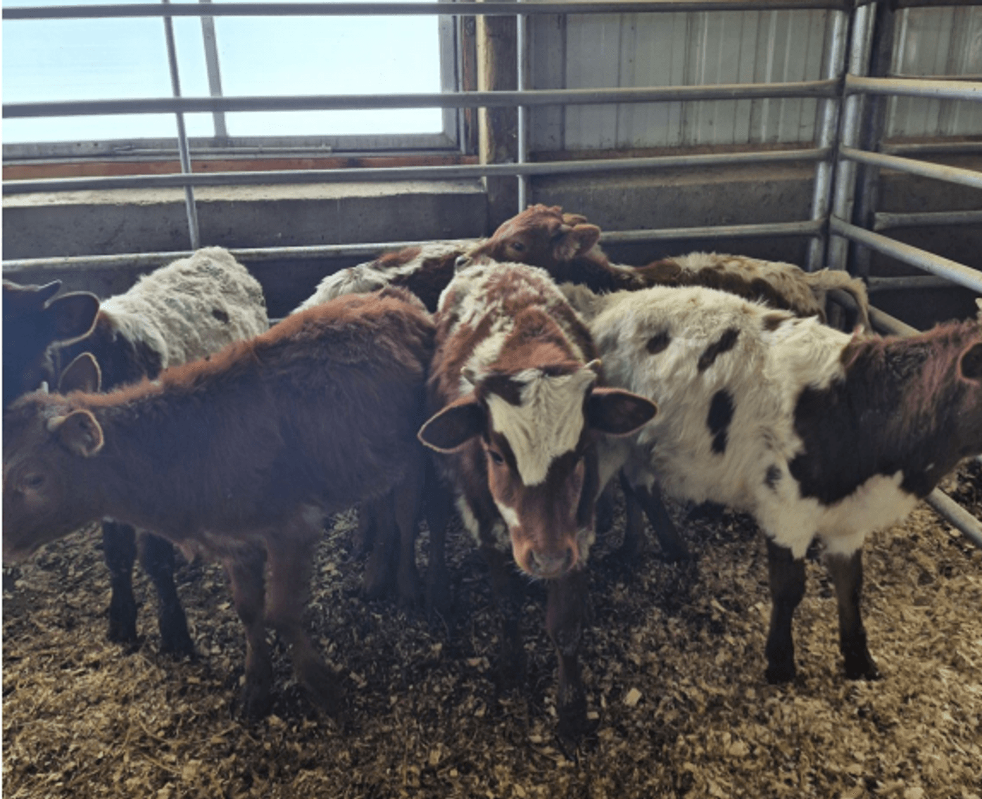 Image for Holiday Registered Horse Sale - SATURDAY, DECEMBER 27TH - Delavan, Illinois