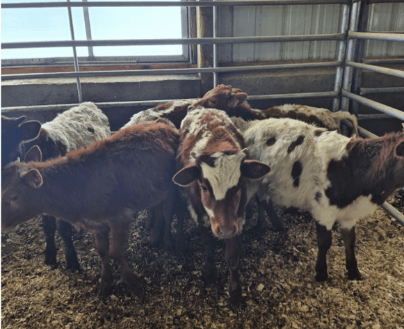 Image for Holiday Registered Horse Sale - SATURDAY, DECEMBER 27TH - Delavan, Illinois