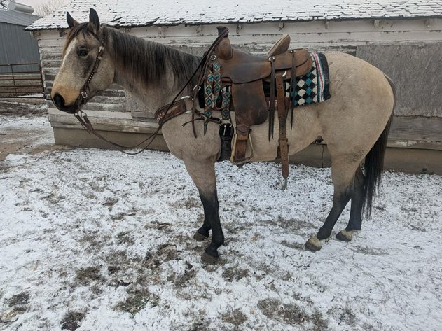 Image for Shamrock Livestock Market Horse Sale - SATURDAY, JANUARY 3RD - O'Neill, Nebraska