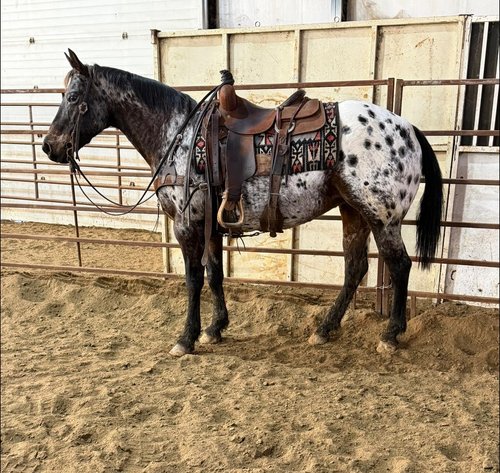 Image for Shamrock Livestock Market Horse Sale - SATURDAY, JANUARY 3RD - O'Neill, Nebraska