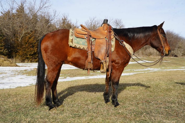 Image for Shamrock Livestock Market Horse Sale - SATURDAY, JANUARY 3RD - O'Neill, Nebraska