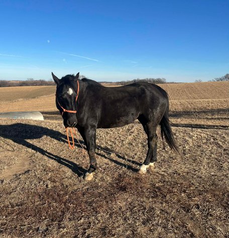 Image for Shamrock Livestock Market Horse Sale - SATURDAY, JANUARY 3RD - O'Neill, Nebraska