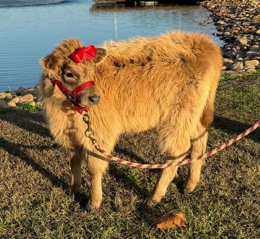 Image for Ocala Horse Sale Winter Sale - Saturday, January 10th - Ocala, Florida