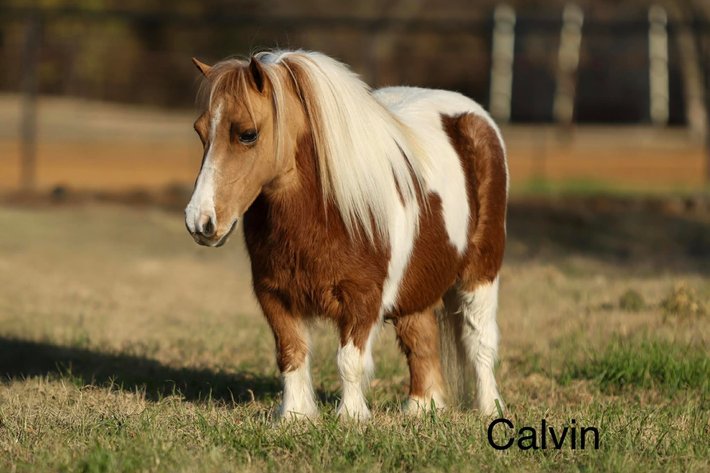 Image for Ocala Horse Sale Winter Sale - Saturday, January 10th - Ocala, Florida