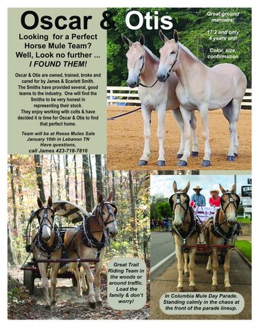 Image for Tennessee Mule Sales - Traditional Colt Sale - Reese Bros. Lebanon TN January 10th