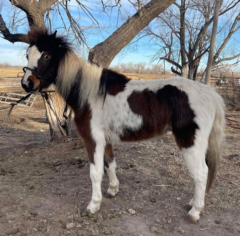 Image for Jones Livestock Auction HORSE & TACK SALE!   SATURDAY, JANUARY 10TH