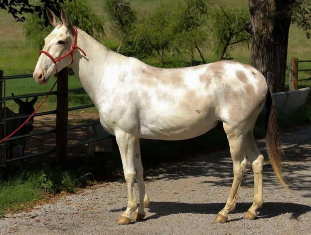 Image for Tennessee Mule Sales - Traditional Colt Sale - Reese Bros. Lebanon TN January 10th