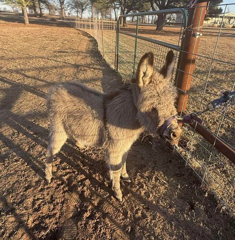 Image for Jones Livestock Auction HORSE & TACK SALE!   SATURDAY, JANUARY 10TH