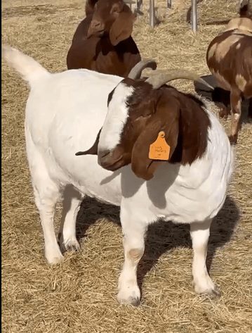 Image for Jones Livestock Auction THURSDAY JANUARY 8TH -  Jones, Oklahoma