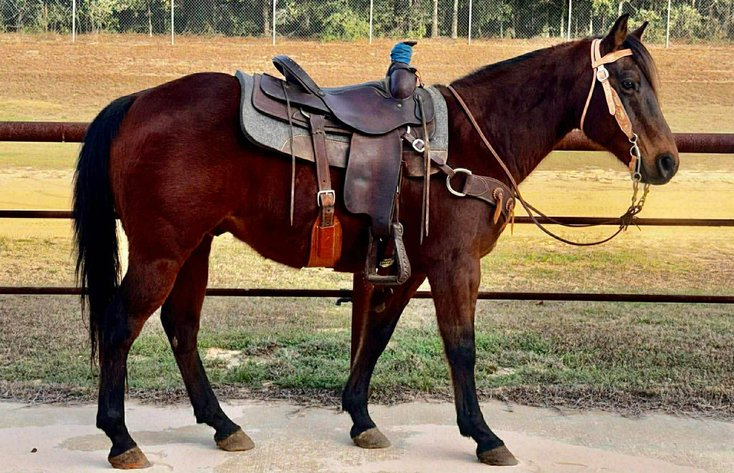 Image for Ocala Horse Sale Winter Sale - Saturday, January 10th - Ocala, Florida