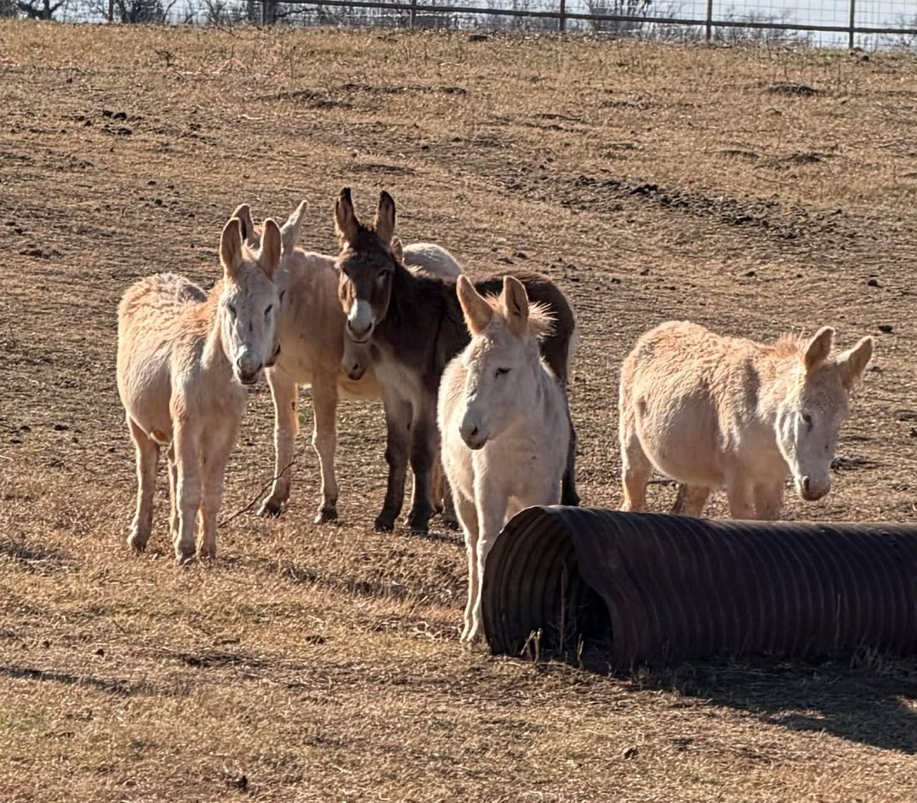 Image for Reno County Stockyards Horse Sale WEDNESDAY, JANUARY 14TH - South Hutchinson, KS
