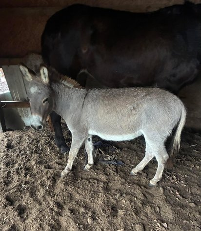 Image for Mize Horse Sale - SATURDAY, JANUARY 17TH - Mize, Mississippi