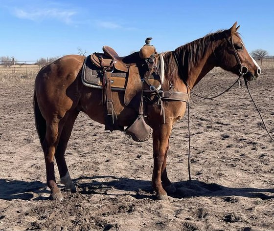 Image for Fort Smith Horse & Mule Sale - SATURDAY, JANUARY 17TH - Moffett, Oklahoma