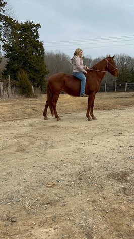 Image for Courtland Tack And Horse Auction January 17,2026