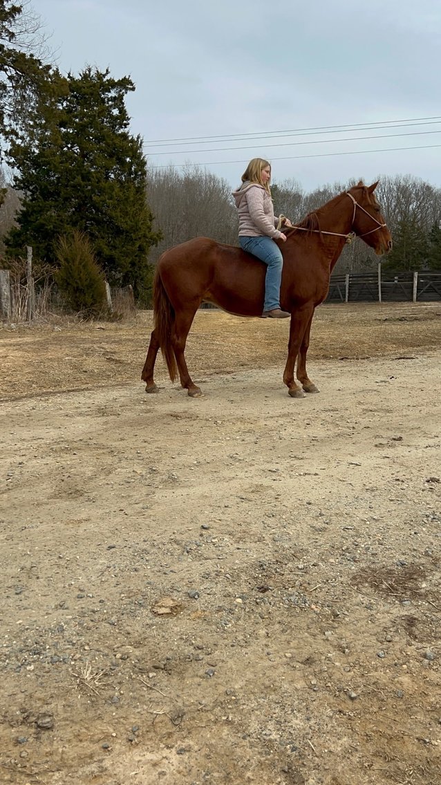 Image for Courtland Tack And Horse Auction January 17,2026