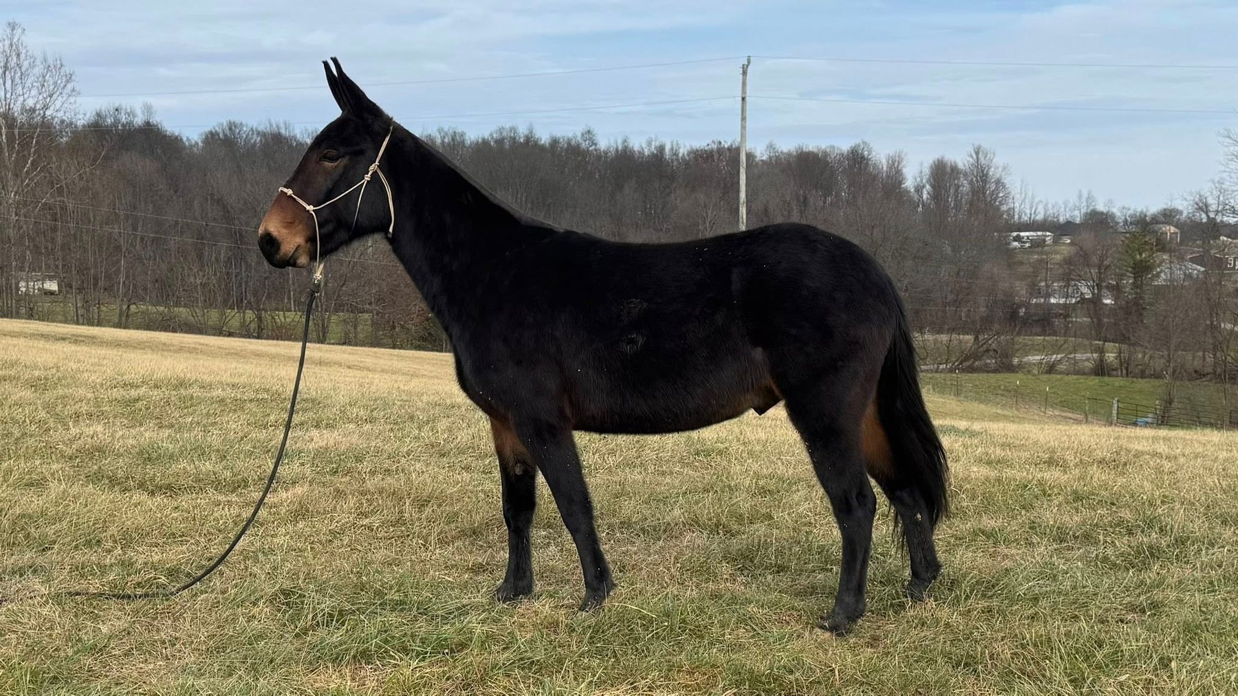 Image for Milam Mules Select Mule Sale - Sikeston, Missouri  February 28th