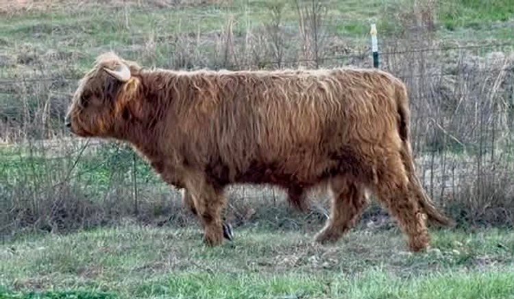 Image for Mize Horse Sale - SATURDAY, JANUARY 17TH - Mize, Mississippi