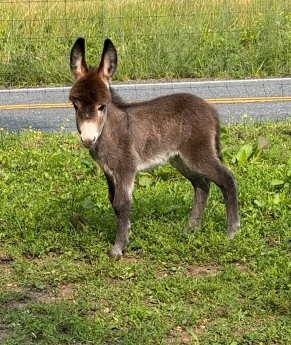 Image for Courtland Tack And Horse Auction January 17,2026