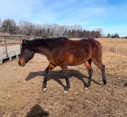 Image for Colfax Horse Sale  - SUNDAY, JANUARY 18TH - Colfax, Iowa