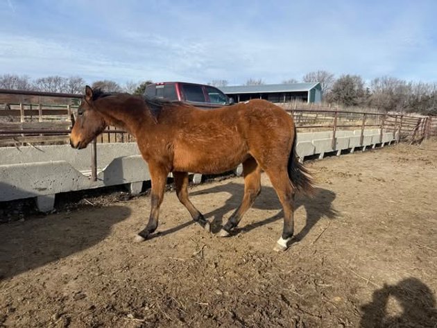 Image for Colfax Horse Sale  - SUNDAY, JANUARY 18TH - Colfax, Iowa