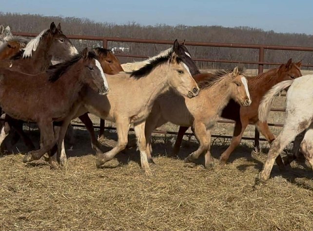 Image for Interstate Regional Stockyards Horse Sale - Cuba, Missouri WEDNESDAY JANUARY 21ST