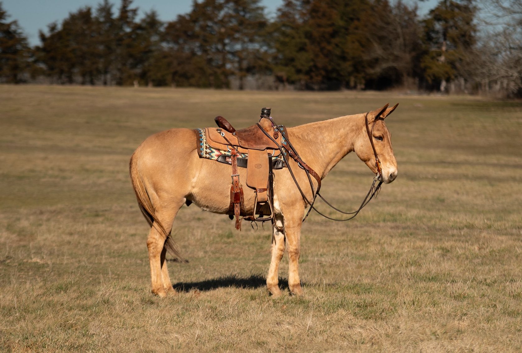 Image for Milam Mules Select Mule Sale - Sikeston, Missouri  February 28th