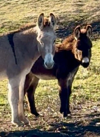 Image for Springfield Livestock Horse Sale FRIDAY JANUARY 30TH - Springfield, MO