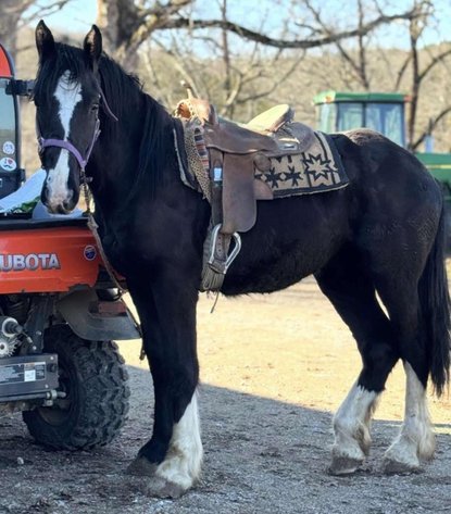 Image for Interstate Regional Stockyards TWO DAY FEBRUARY SPECIAL - DAY 2 - THURSDAY FEBRUARY 19TH
