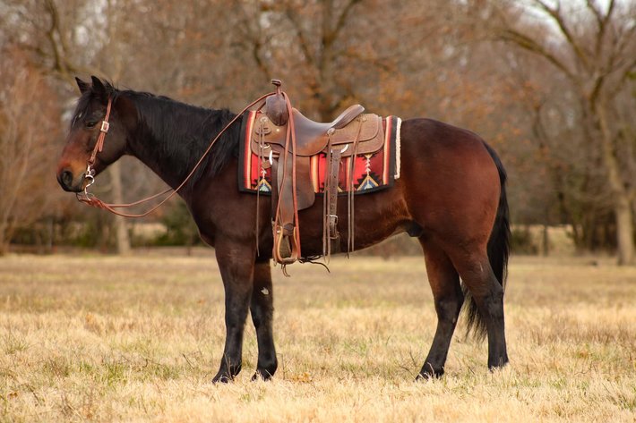Image for Interstate Regional Stockyards TWO DAY FEBRUARY SPECIAL - DAY 1 - WEDNESDAY FEBRUARY 18TH
