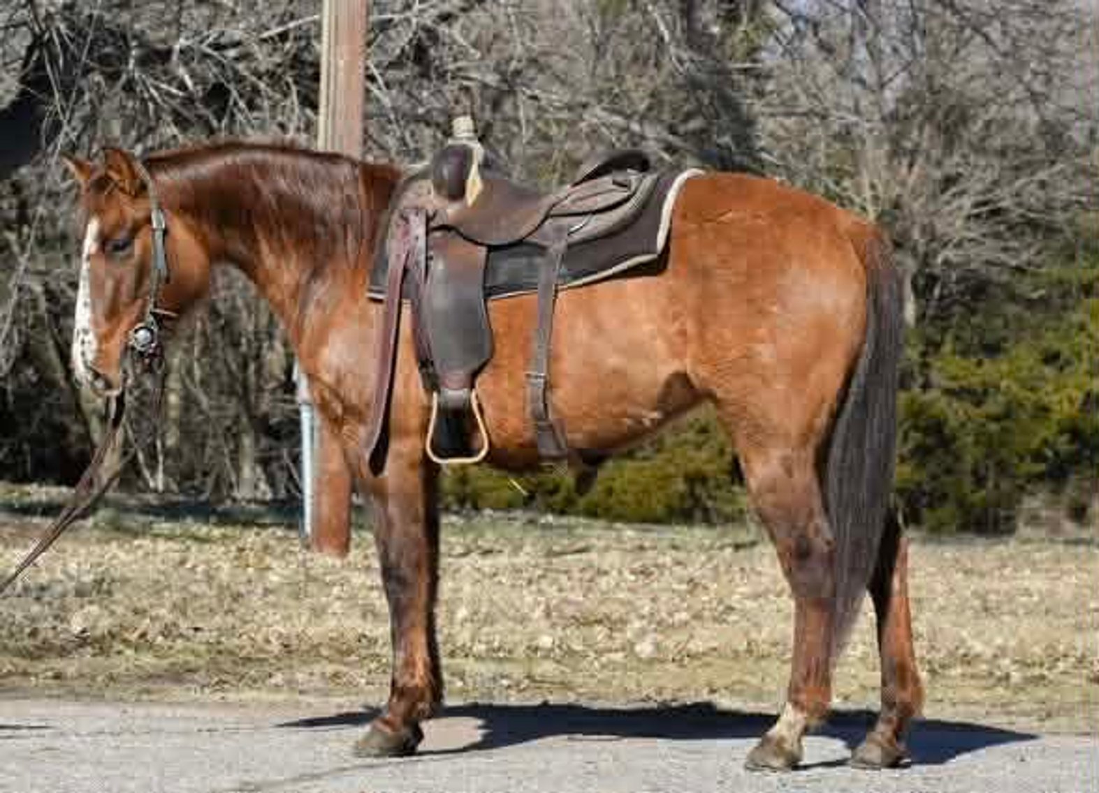 Image for Reno County Stockyards Horse Sale WEDNESDAY, FEBRUARY 11TH - South Hutchinson, KS