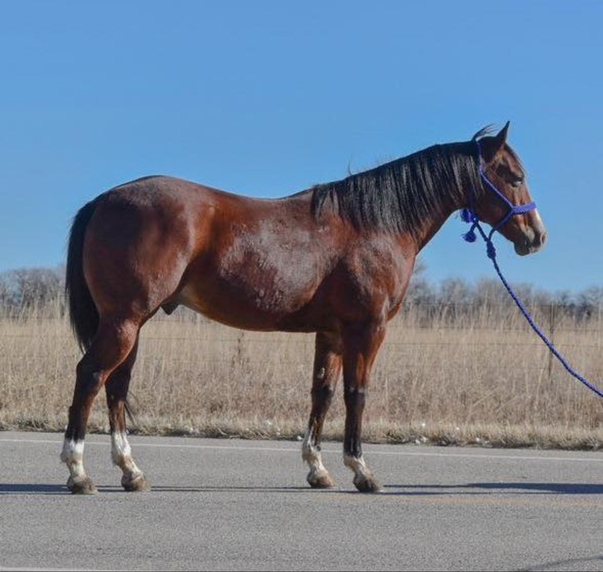 Image for Reno County Stockyards Horse Sale WEDNESDAY, FEBRUARY 11TH - South Hutchinson, KS