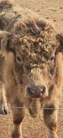 Image for Jones Livestock Auction THURSDAY FEBRUARY 5TH -  Jones, Oklahoma