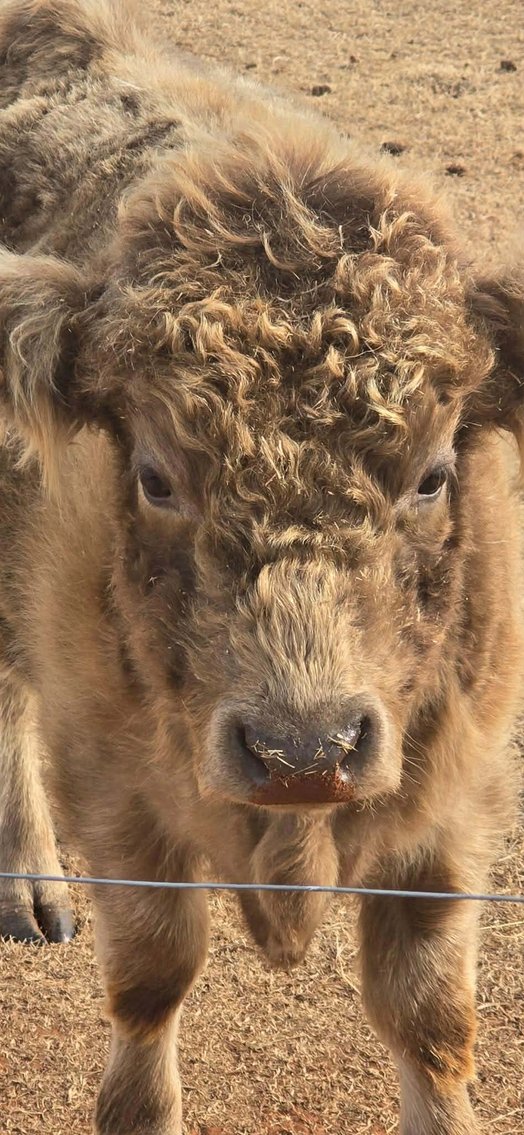 Image for Jones Livestock Auction THURSDAY FEBRUARY 5TH -  Jones, Oklahoma