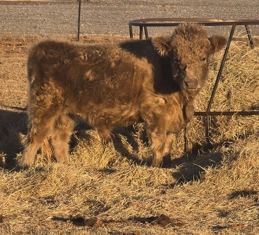 Image for Jones Livestock Auction THURSDAY FEBRUARY 5TH -  Jones, Oklahoma