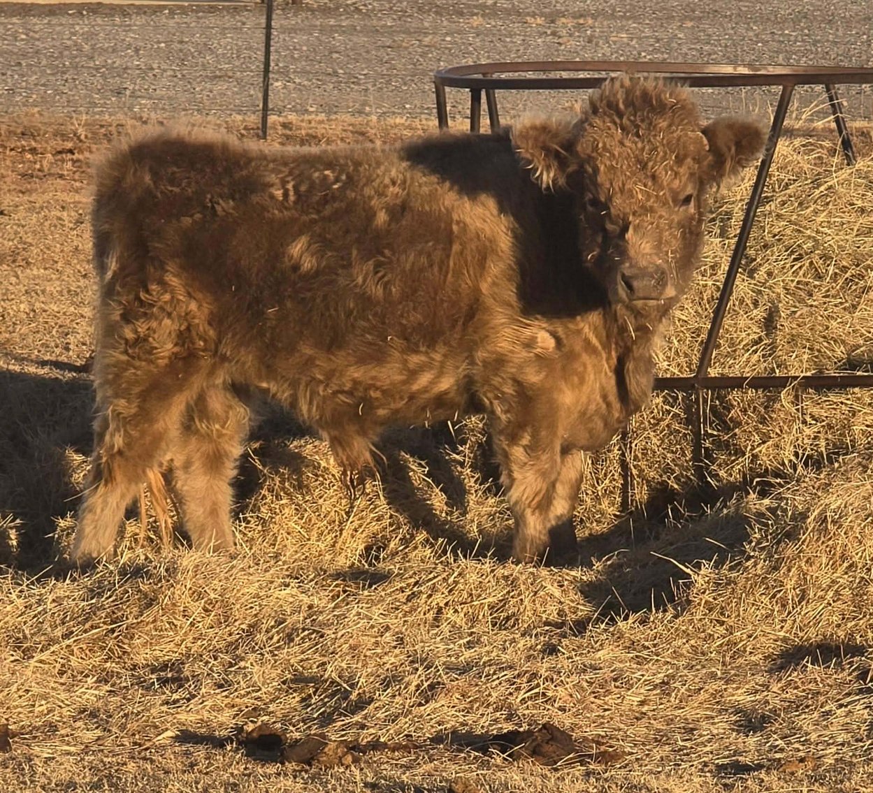 Image for Jones Livestock Auction THURSDAY FEBRUARY 5TH -  Jones, Oklahoma